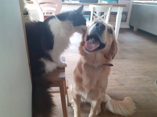 Hund in natürlicher Umgebung