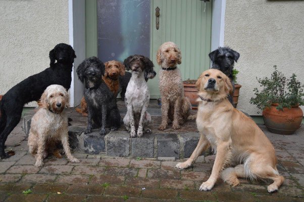 Doodle Hund beim Laufen