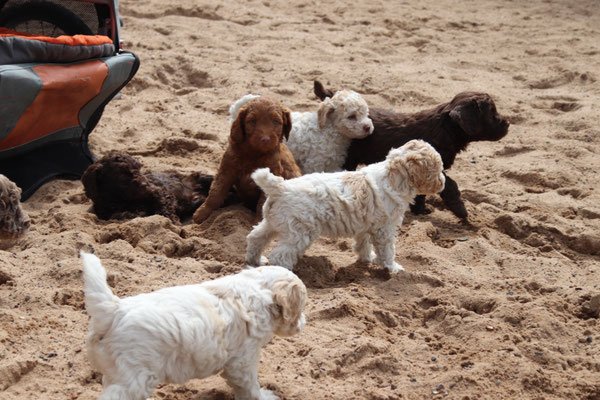 Hund blickt seitlich