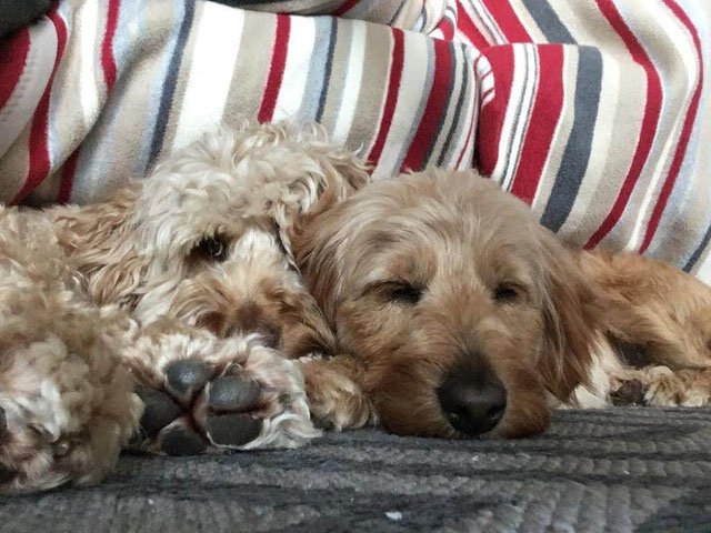 Doodle Hund im Portrait