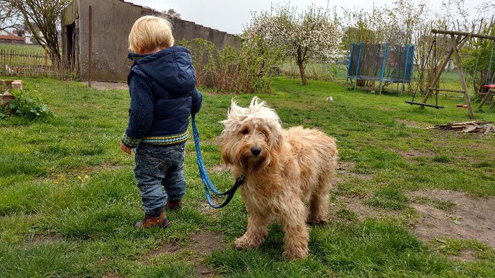 Welpen in der Sozialisierung